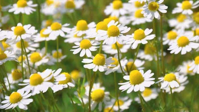 Roman Chamomile