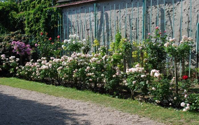 Create A Climbing Rose Wall