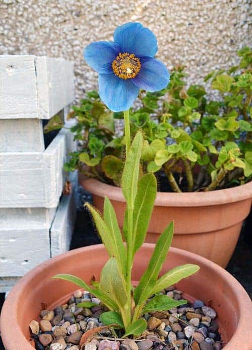 Himalayan Blue Poppy