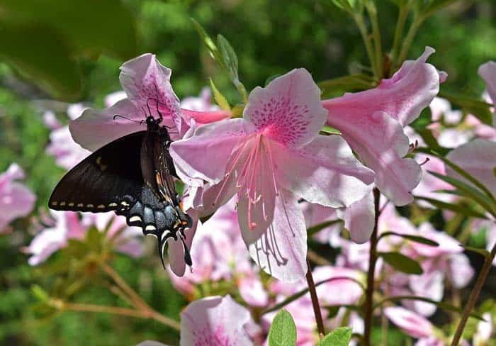 Azaleas