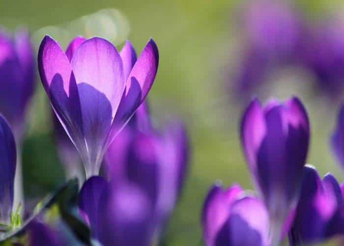 Autumn Crocus (Colchicum sp.)