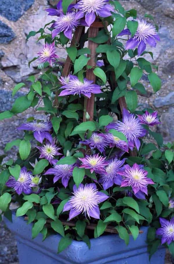 Clematis