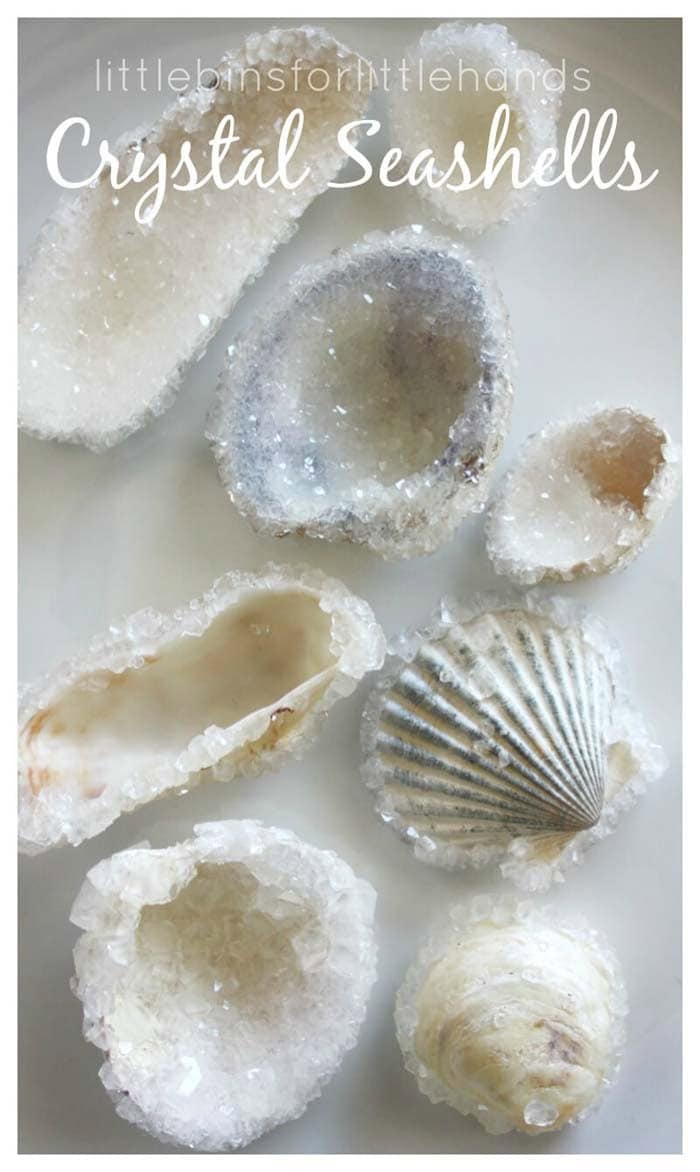 Explore Crystallization of Seashells with Borax Powder