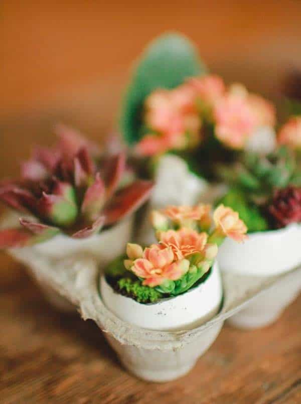 Craft Mini Succulent Planters from Eggshells