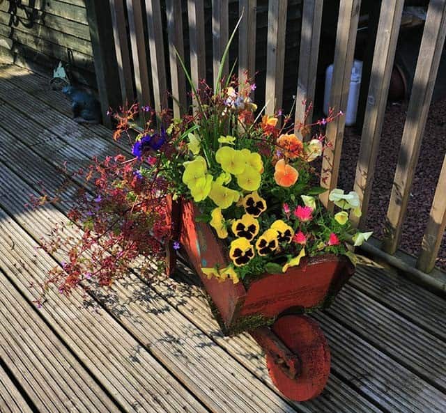 Small Wheelbarrow Looks Like Flower Bouquet