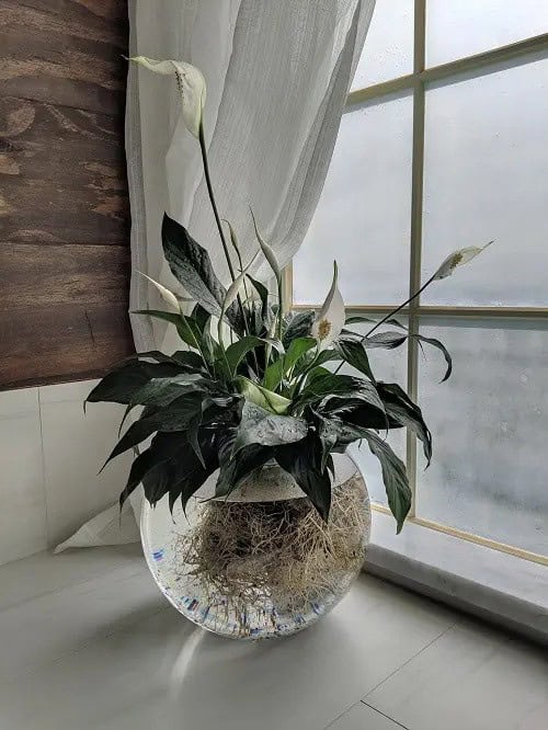 Peace Lily