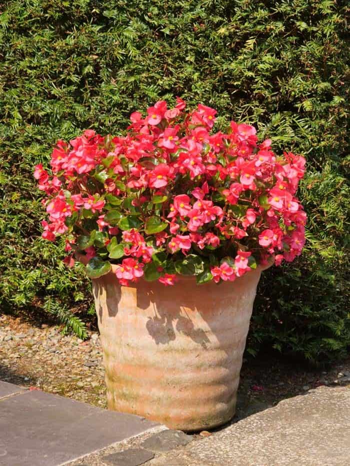 Begonias ( Begonia )