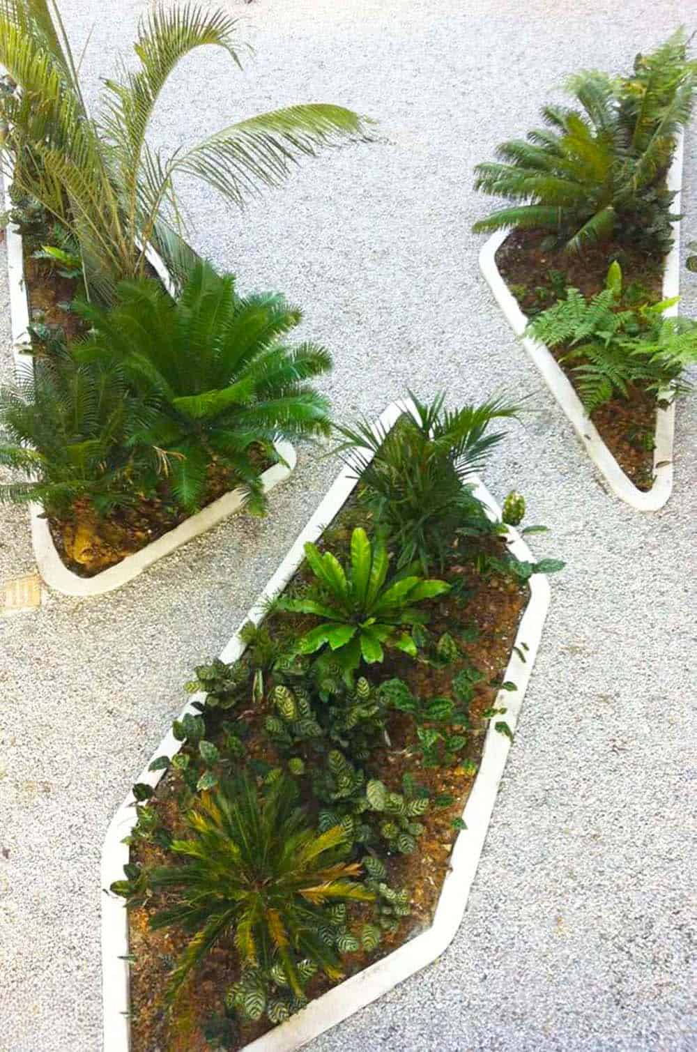 Sleek Fern Planters