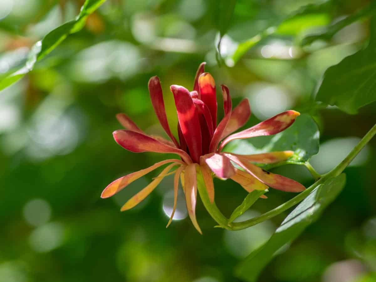 California Sweetshrub