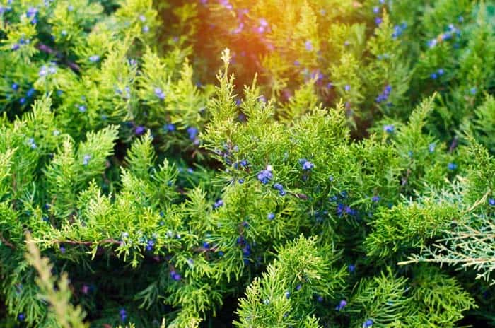 Aromatic Juniper Trees