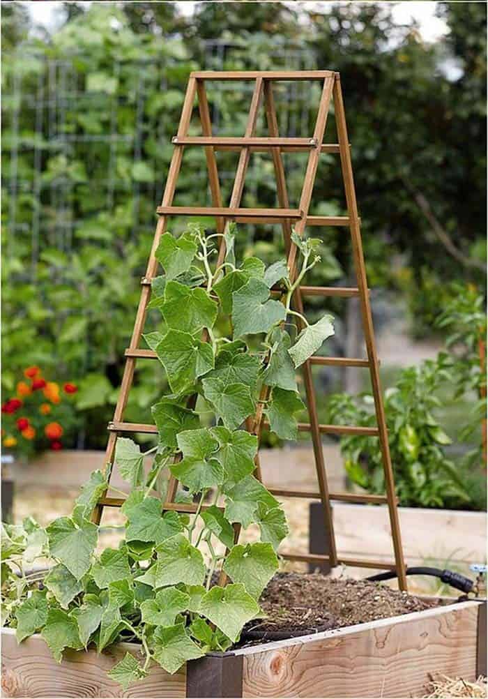 Decorate Planters With A Ladder Trellis