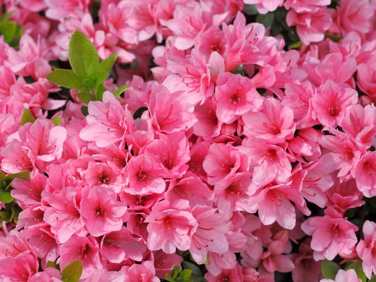 Azalea