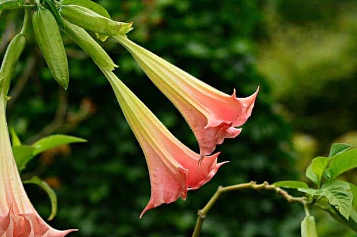 Trumpet Flowers