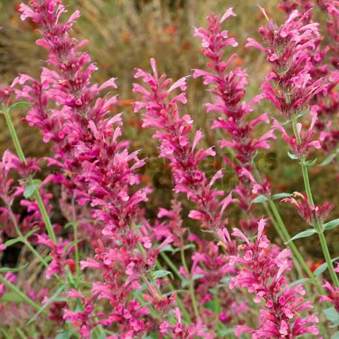 Hyssop