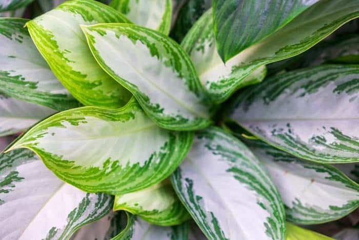 Chinese Evergreen