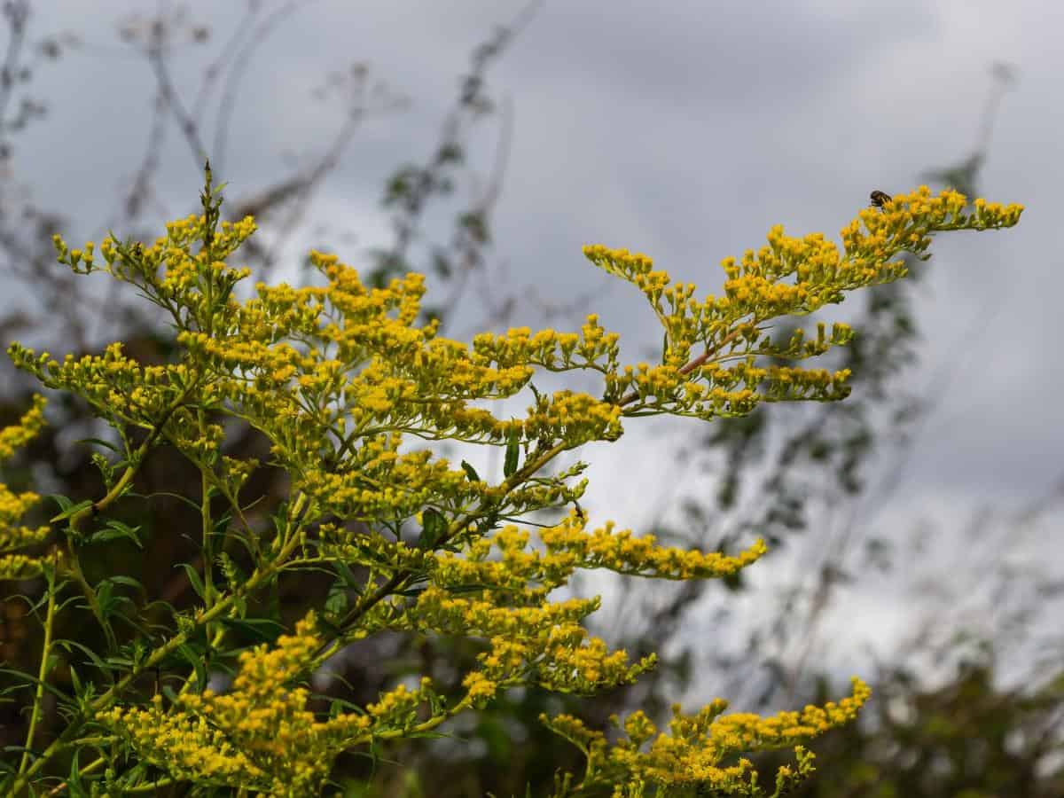 Goldenrod