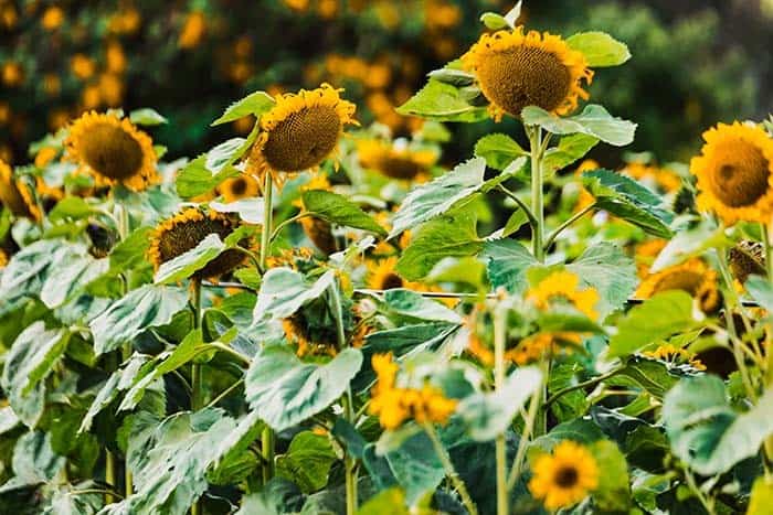 Sunflowers Charm On Their Own