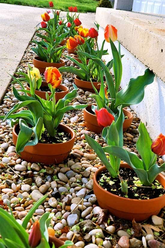 Plant Containers in Gravel Beds