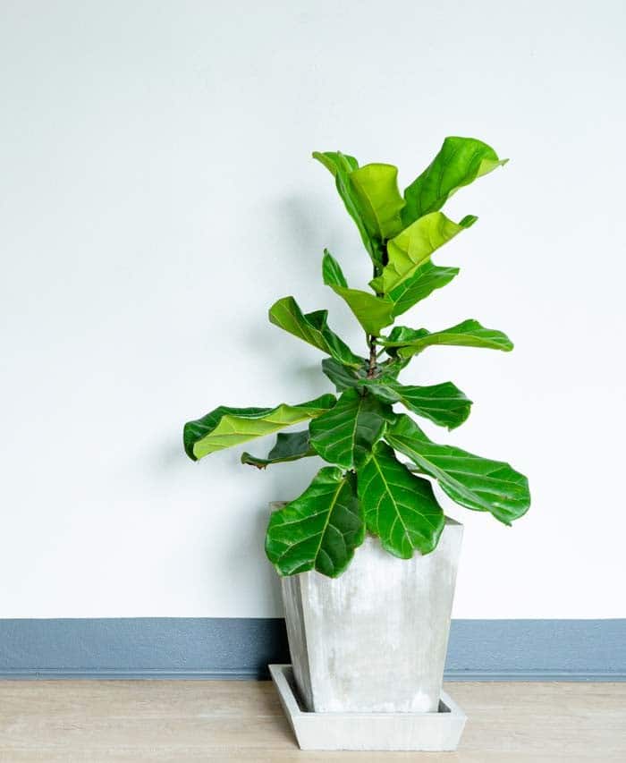 Fiddle Leaf Houseplant