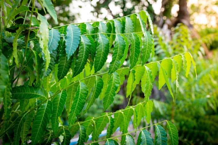 Neem Tree