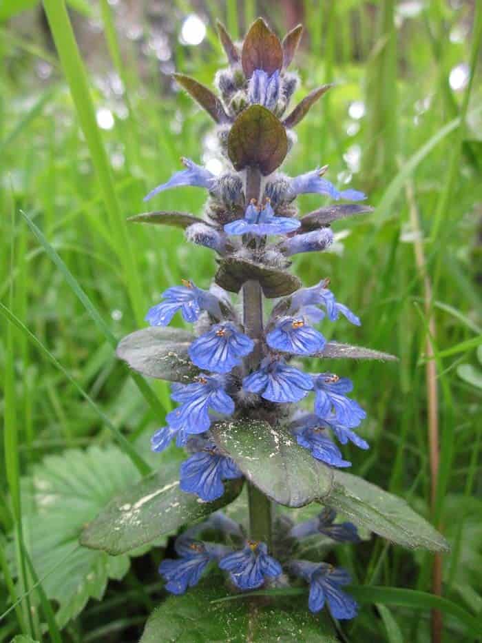 Bugleweed (Ajuga)