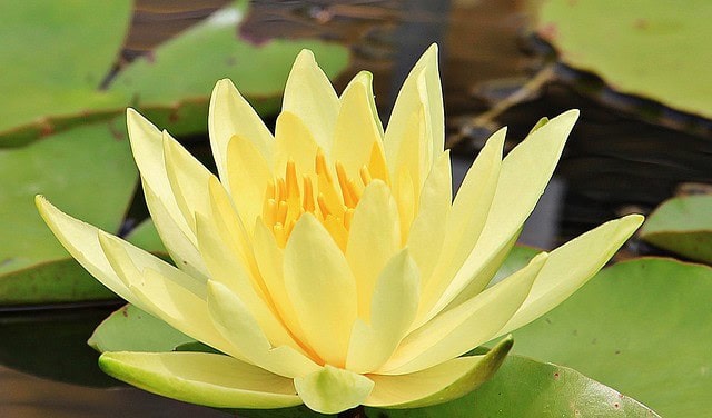 Yellow Water Lily