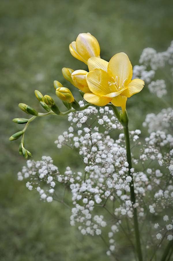 Yellow Freesia