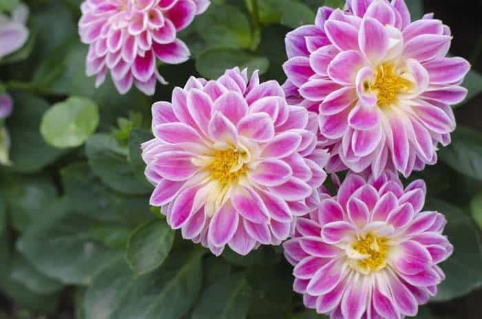 Dahlias