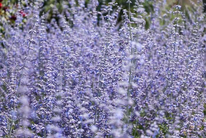 Russian Sage ( Perovskia Atriplicifolia )