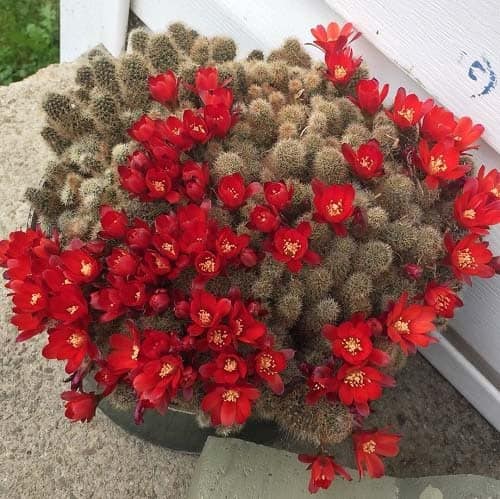 Sulcorebutia Cactus