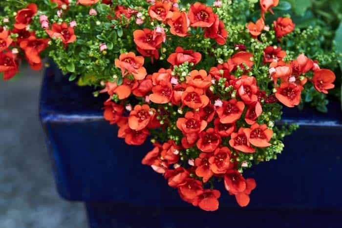 Twinspur ( Diascia )