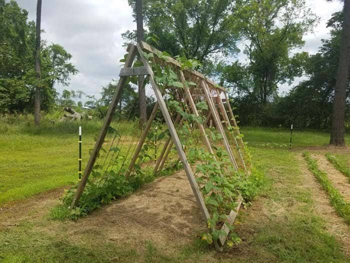 Make an A-Frame Trellis for Climbing Plants