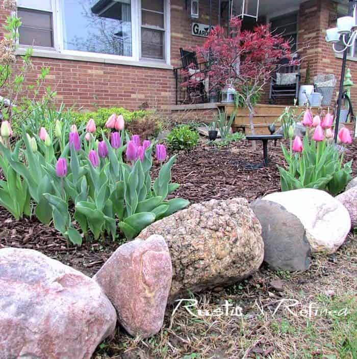 Bright Multicolored Tulip Beds