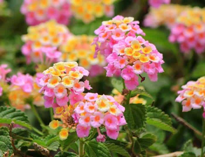 Lantana ( Lantana Camara )