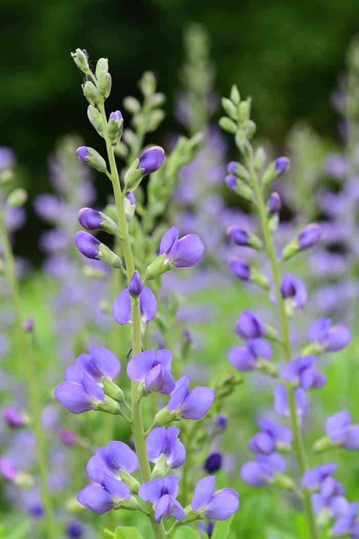 Baptisia Australis ( Baptisia Australis )