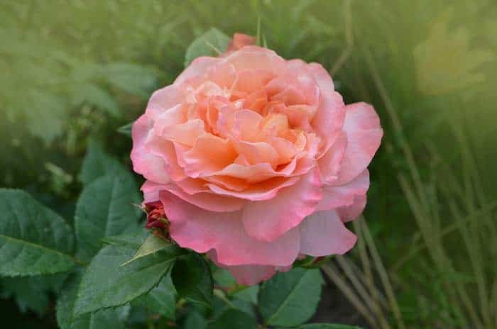 English Rose (Rosa hybrids)