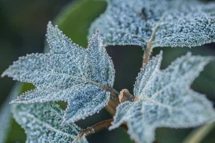 Oakleaf Hydrangea