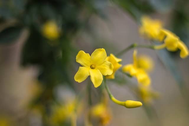 Yellow Jasmine