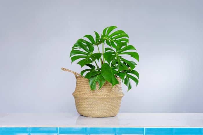 Philodendron