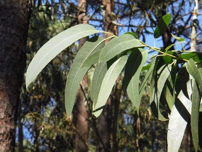 Eucalyptus