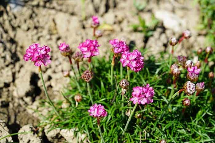 Sea Thrift (Armeria maritima)