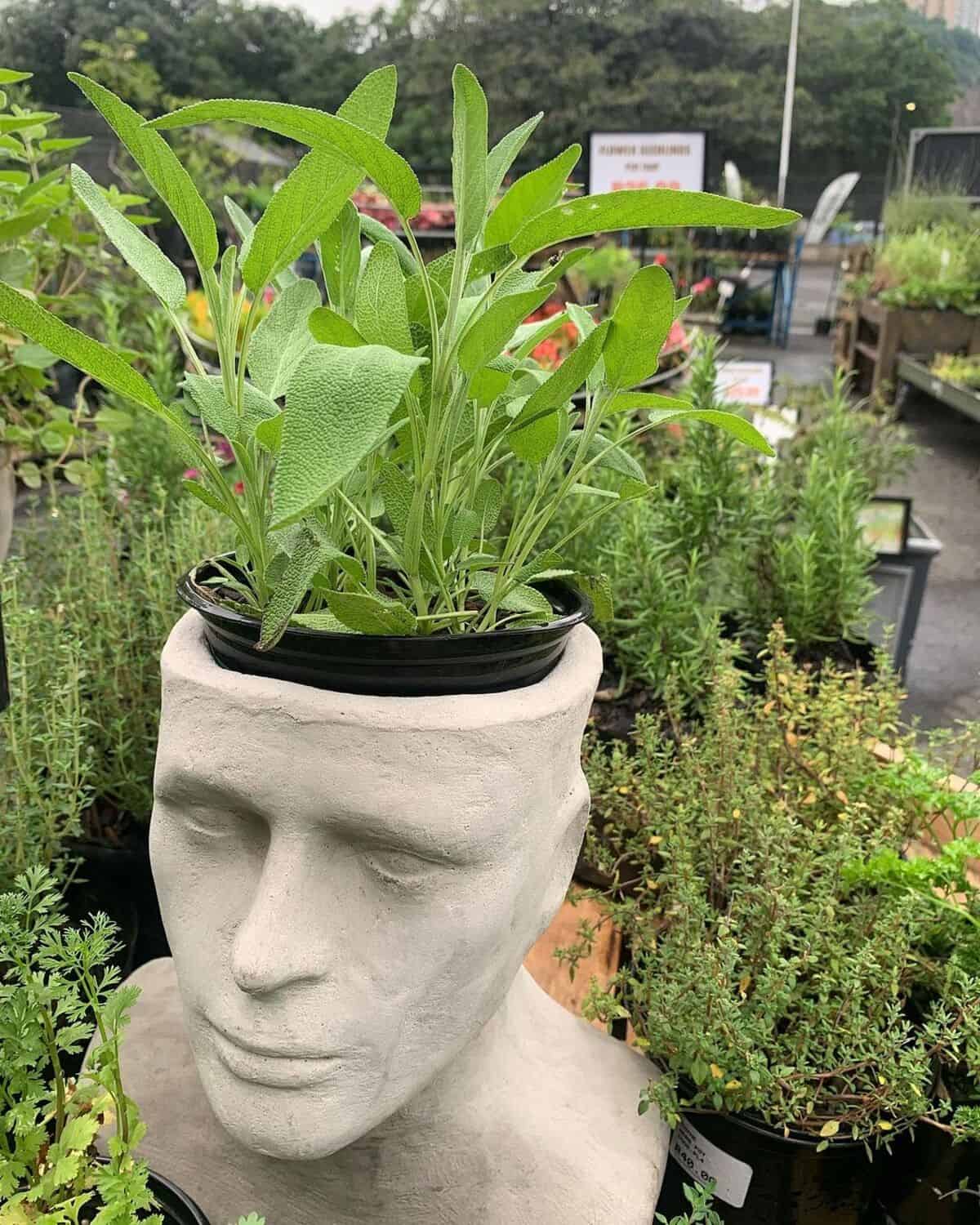 Sculpture Plant Holder