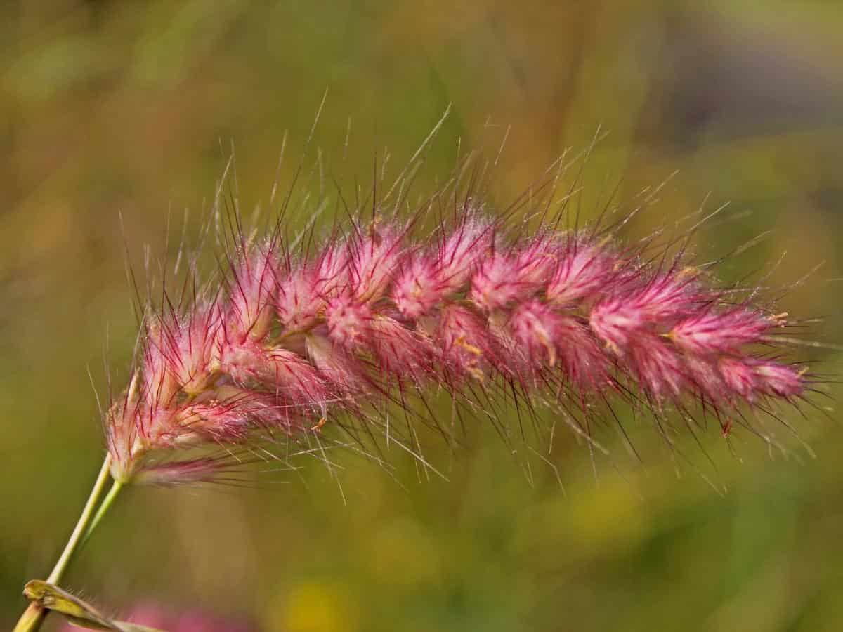 Fountain Grass