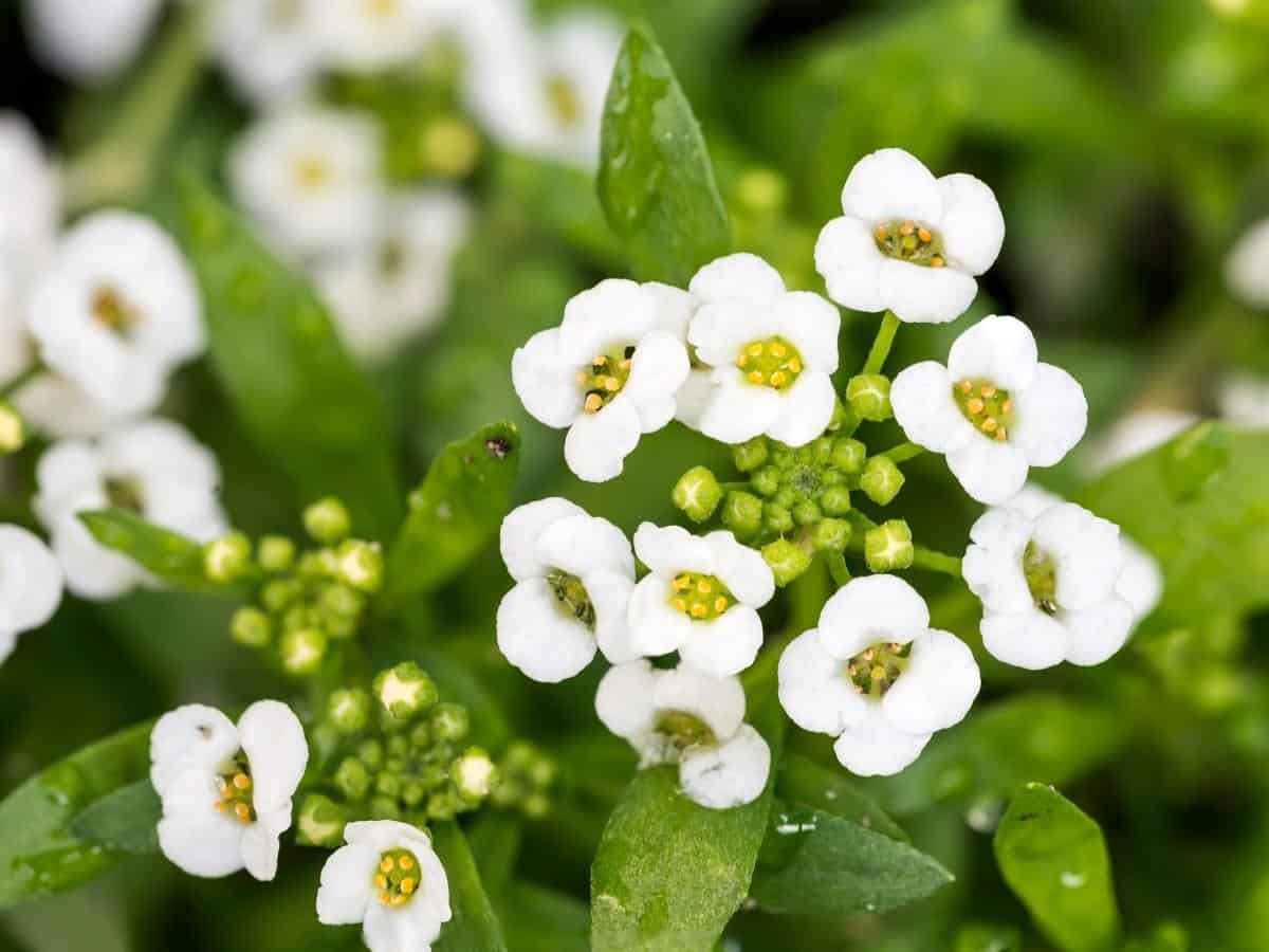 Sweet Alyssum