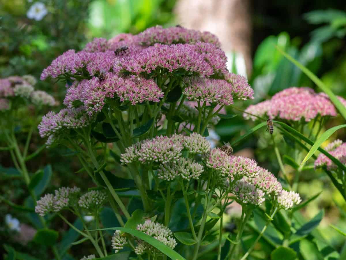 ‘Autumn Joy’ Stonecrop (Hylotelephium ‘Herbstsfreude’)