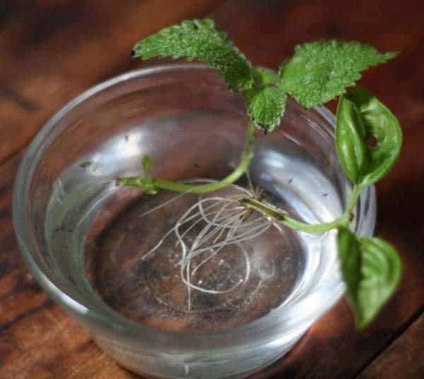 Lemon Balm