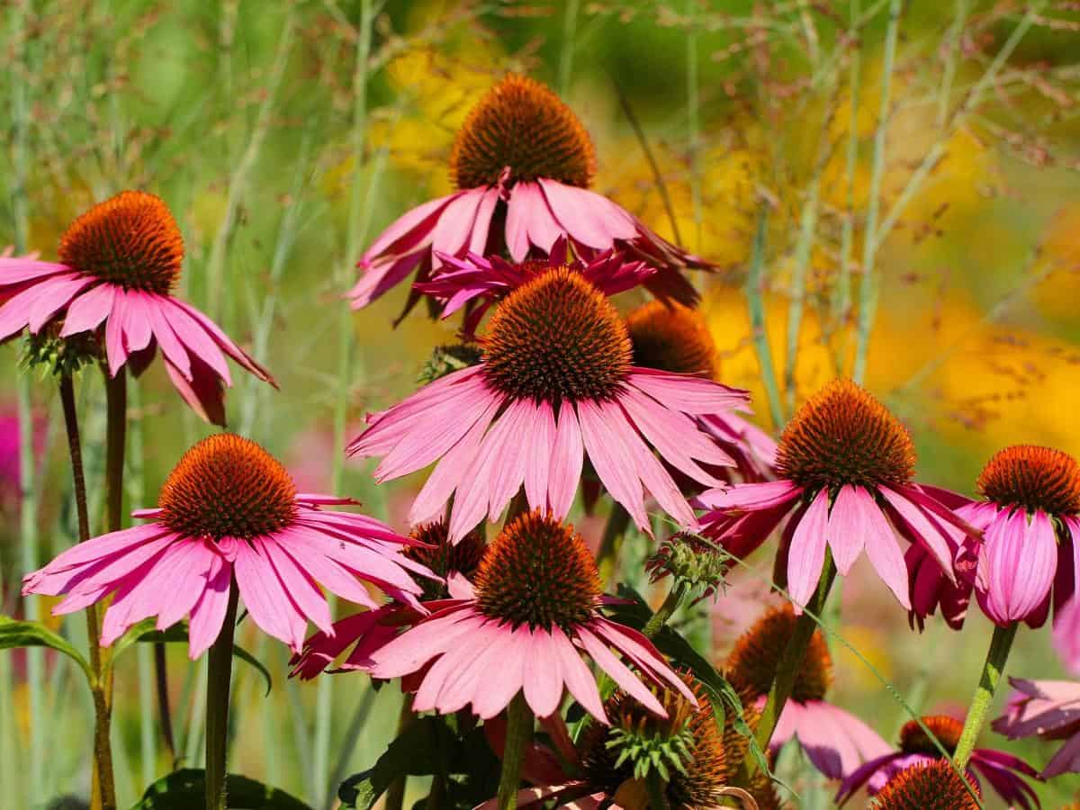 Coneflower