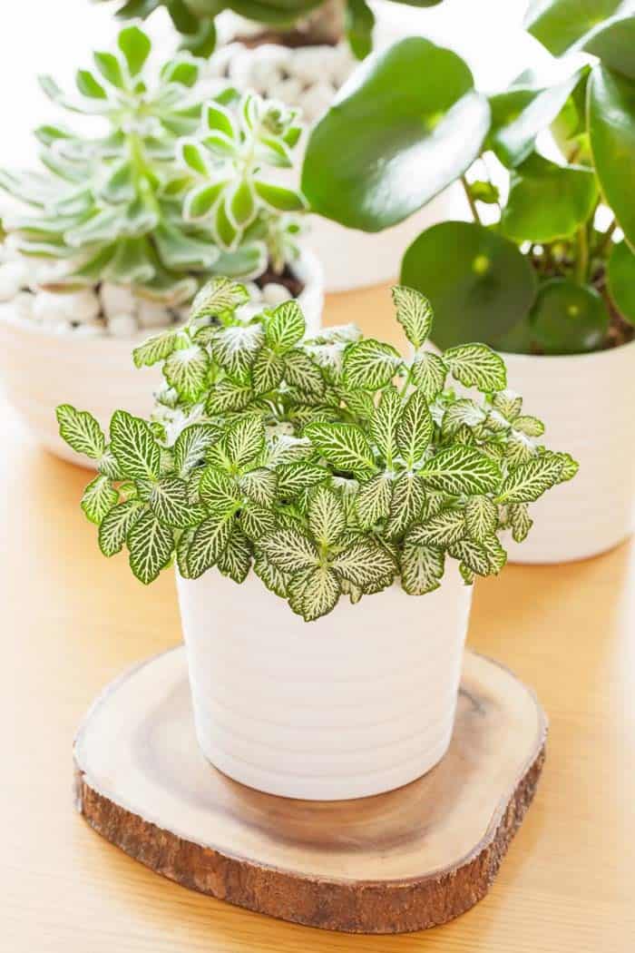 Fittonia Albivenis