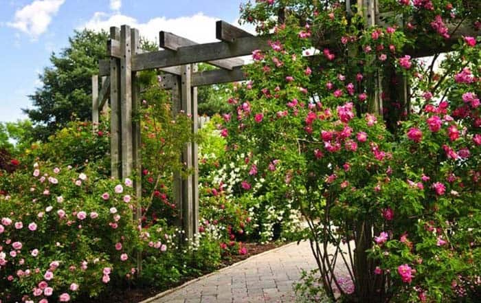 Pergola Climber Roses