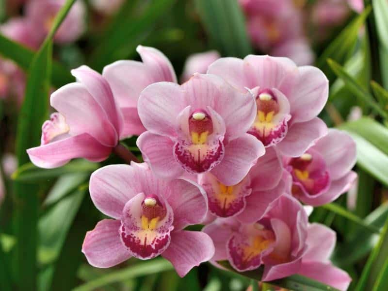 Orchid